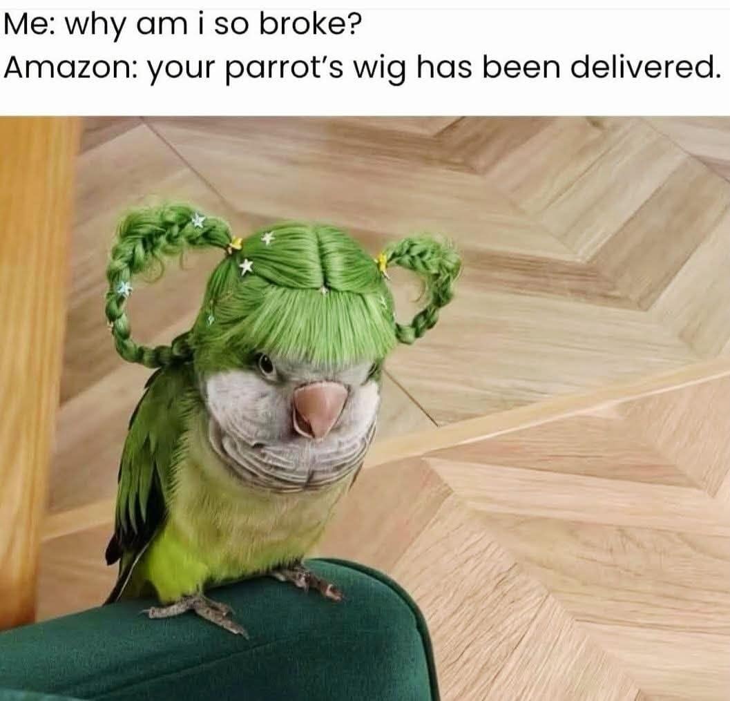 A highly relatable financial old meme showing a small green parrot wearing a fabulous, tiny green braided wig, perfectly illustrating the exact, absurd reason why someone is broke after browsing Amazon.