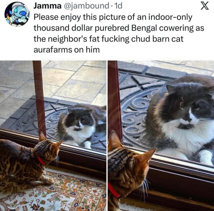 A hilarious animal dominance old meme showing an expensive, purebred indoor Bengal cat absolutely terrified through a glass door by a massive, scruffy neighborhood barn cat that is heavily "aurafarming" on him.