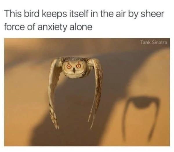 A funny old meme featuring an owl flying with a terrified, intense expression, captioned that the bird stays in the air by the "sheer force of anxiety alone."