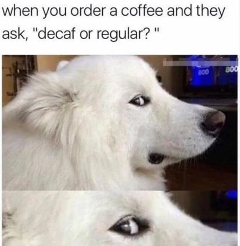Coffee meme: A close-up side view of a white dog giving a judgmental sideways glance. Text: "when you order a coffee and they ask, 'decaf or regular?' "