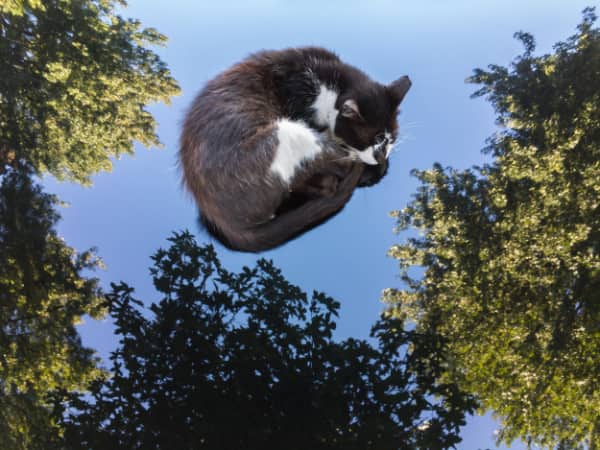 Low angle shot of a tuxedo cat leaping through the air against a blue sky.