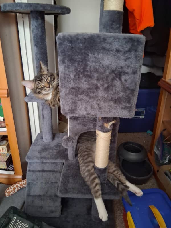Two cats on a gray cat tree positioned to look like one incredibly long feline.