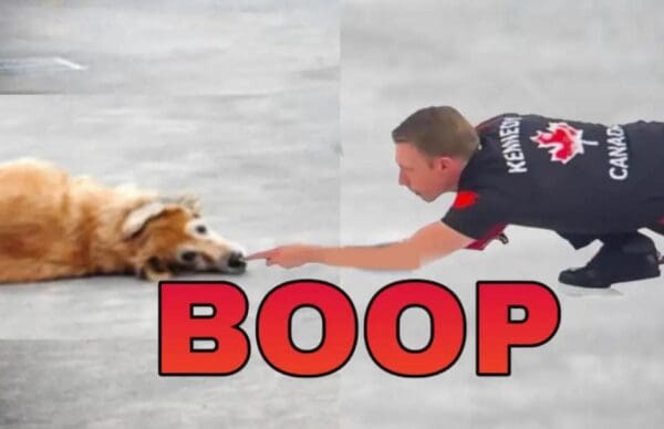 A wholesome curling finger meme remix where the sliding Canadian Olympian isn't reaching for a stone, but stretching out to give a "boop" to a cute golden retriever's nose.