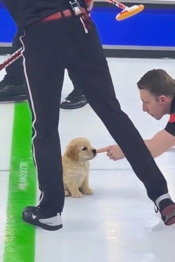 The source of the viral drama: A Canadian curling controversy meme capturing the exact moment Marc Kennedy points at a stone near an opponent's foot, sparking the "did he touch it" debate.