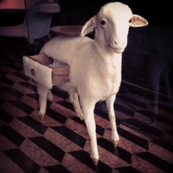 A cursed furniture piece consisting of a taxidermy sheep repurposed as a side table with a wooden drawer installed directly into its ribcage.