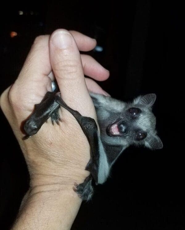 A delightfully cute bat picture showing a tiny grey bat held gently in a person's hand, looking up with a wide, happy smile that proves exactly how adorable cute bats can be.