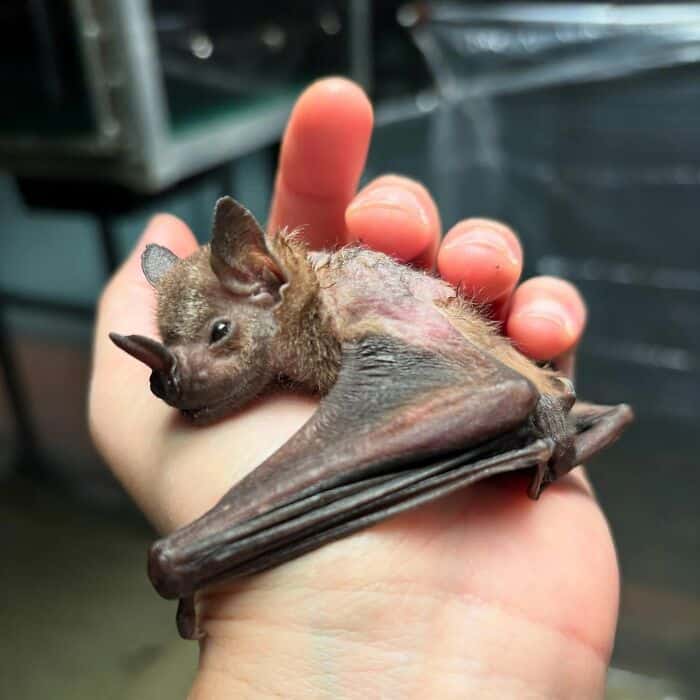 An incredibly endearing cute bat picture showing a tiny, light brown bat happily peeking its little face out from the folds of a soft white towel, highlighting the cozy side of cute bats.