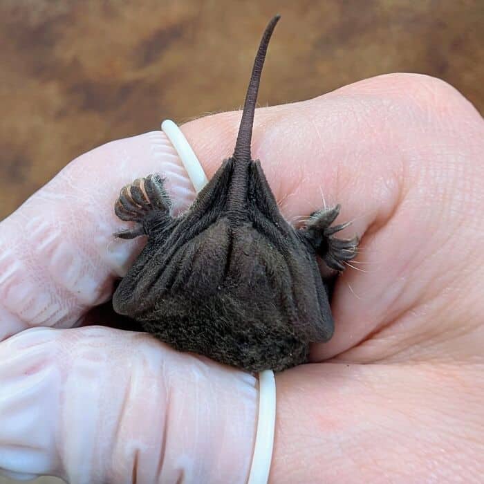 A microscopic cute bat picture focusing entirely on the tiny, sharp little claws of a bat gently grasping a human thumb, showing how incredibly small and fragile baby cute bats can be.