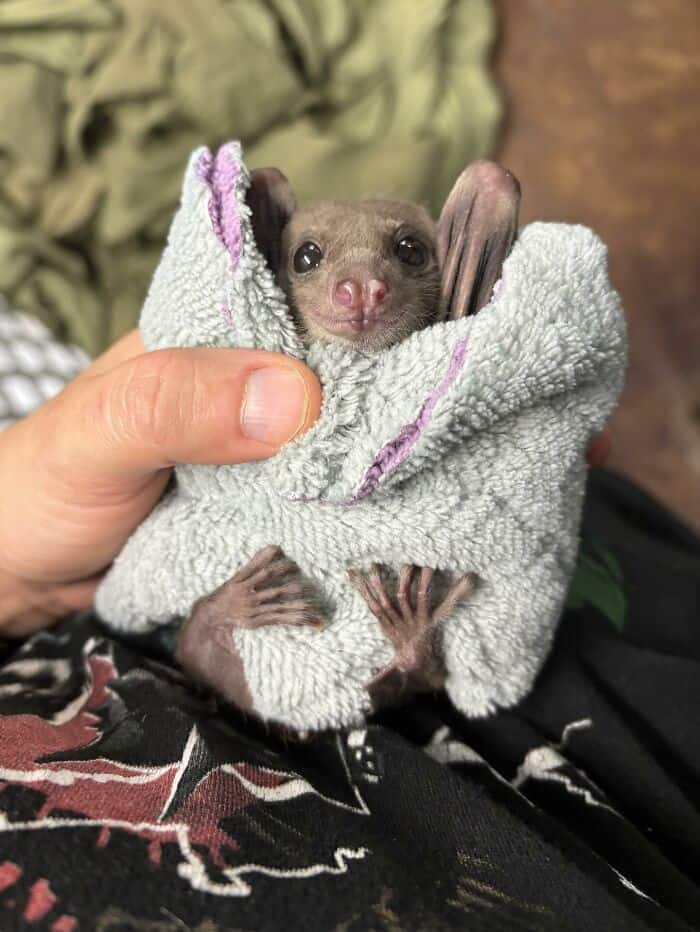An incredibly sweet cute bat picture featuring a tiny baby bat safely swaddled like a burrito inside a soft grey towel, showcasing the rescue and care of cute bats.