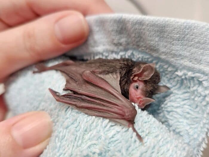 A beautiful close-up cute bat picture of a rescued brown bat resting its sleepy, fuzzy face and large ears against a purple-gloved hand, capturing the gentle essence of cute bats.