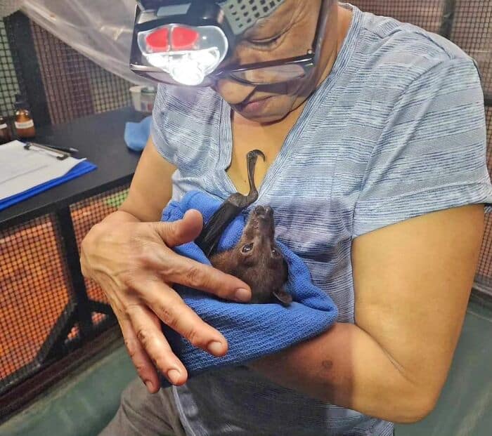 A heartwarming cute bat picture capturing a rescuer wearing a headlamp gently cradling a dark brown bat wrapped securely in a blue towel, highlighting the dedicated rehabilitation of cute bats.