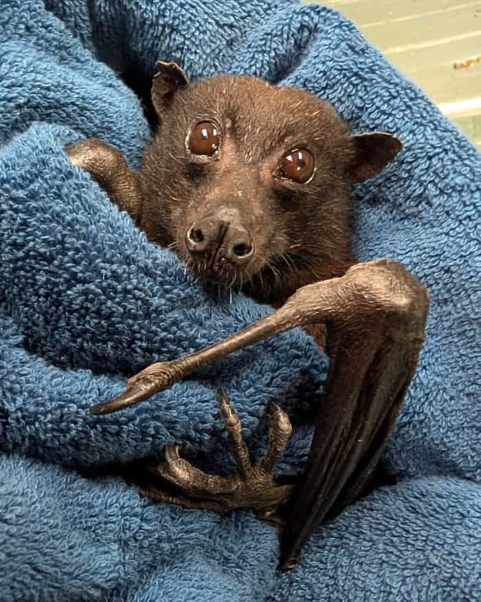 A close-up cute bat picture of a wide-eyed fruit bat snuggled inside a blue towel, resting its long winged fingers over the edge, showing the gentle and expressive nature of cute bats.
