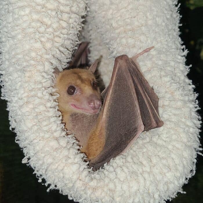 A cozy cute bat picture featuring a light brown, large-eared bat resting comfortably inside a fluffy white hanging pouch, demonstrating how much cute bats love to feel safe and hidden.
