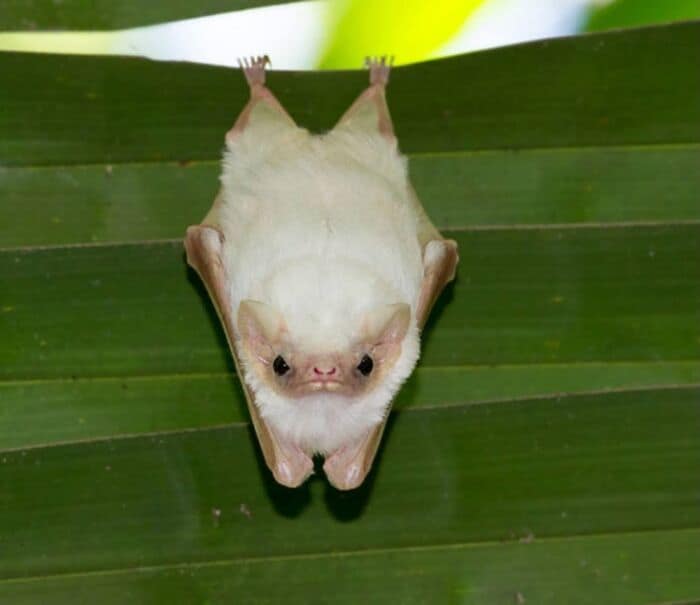 An absolutely stunning cute bat picture of a rare, fluffy white Honduran white bat hanging upside down beneath a vibrant green leaf, looking exactly like a tiny cotton ball among other cute bats.