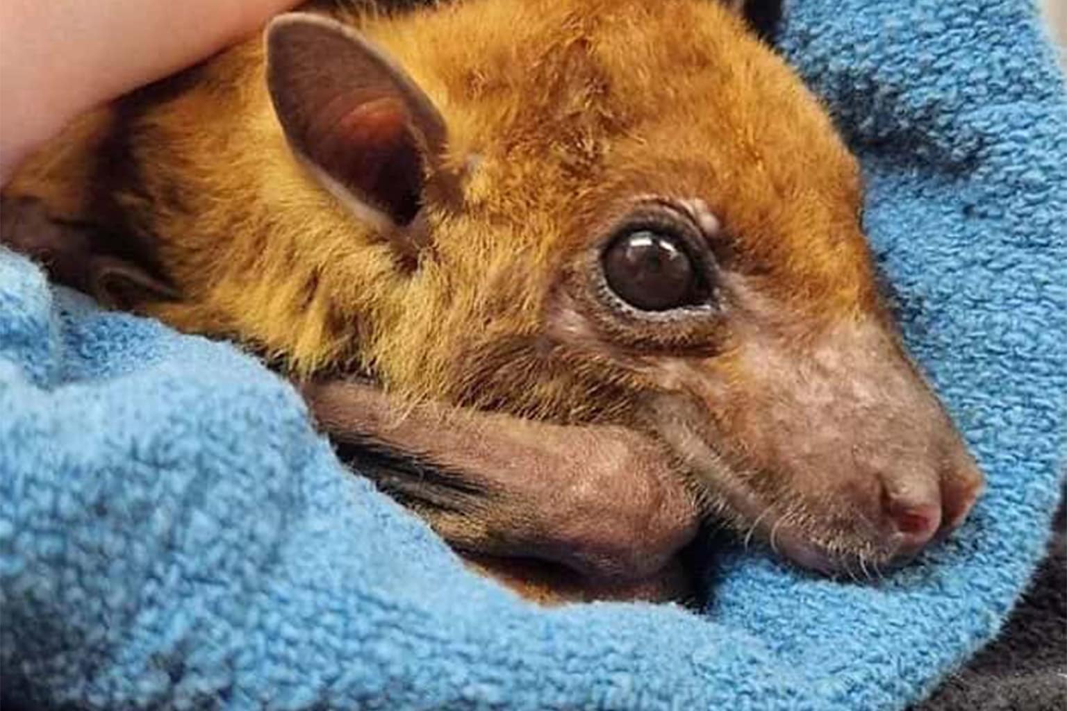 Cute bat picture compilation: A collage featuring a fluffy white Honduran bat hanging from a green leaf, a brown bat stretching to lick a carved Halloween pumpkin, and a fruit bat hanging upside down with its tiny tongue sticking out.