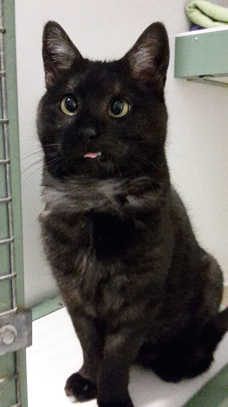A dark tortoiseshell cat staring blankly with its tiny pink tongue sticking out in a blep.