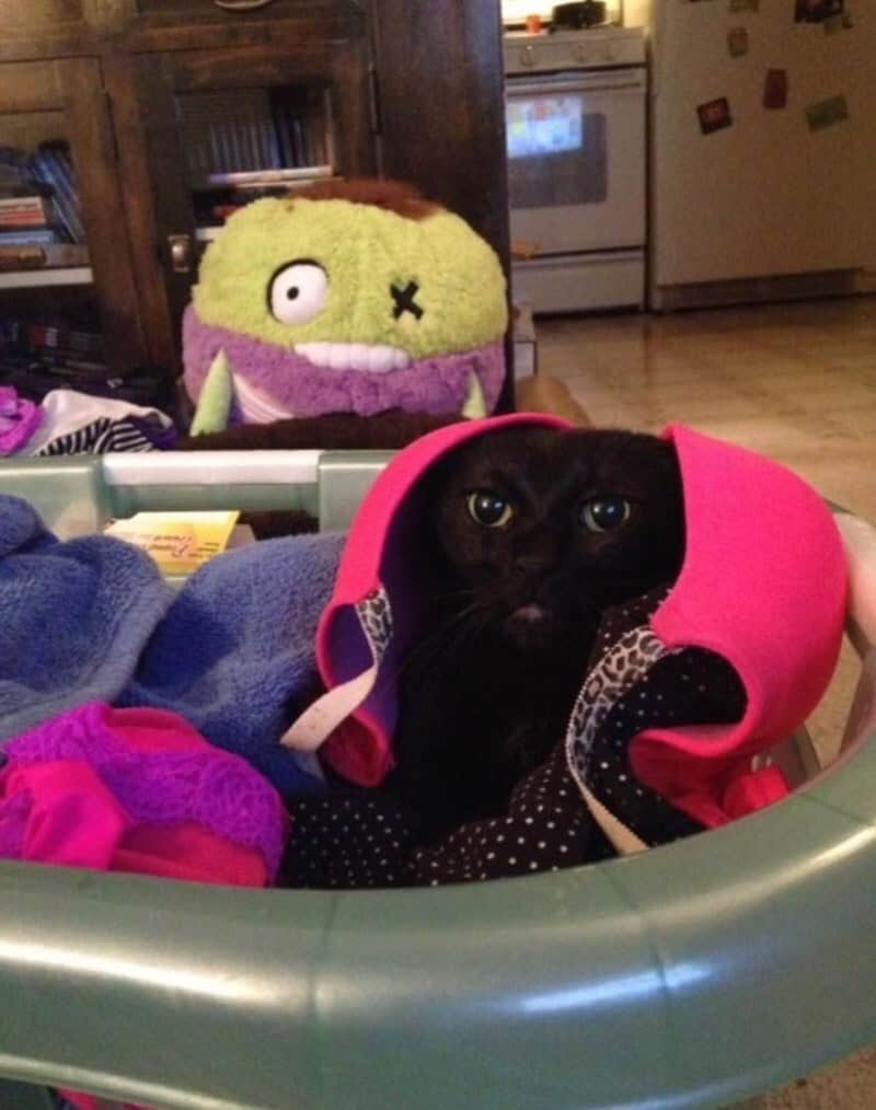 Black cat peering out from inside a laundry basket filled with bright pink clothing.