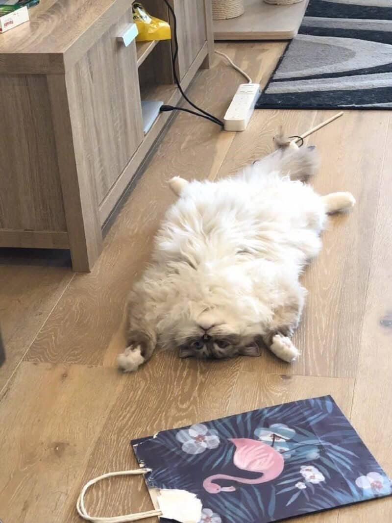 Long-haired white cat lying perfectly flat and face-down on a wooden floor like a rug.