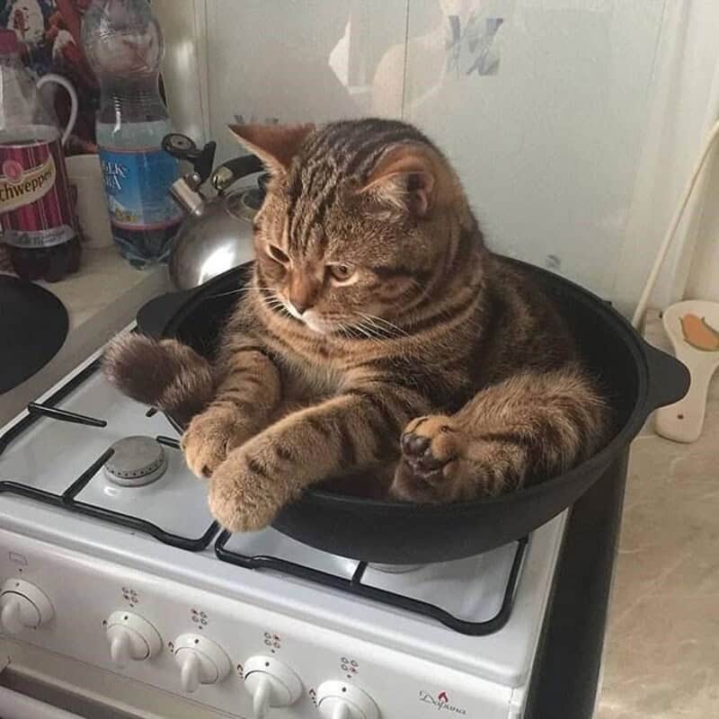 A round tabby cat sitting awkwardly inside a large black frying pan on a kitchen stove.