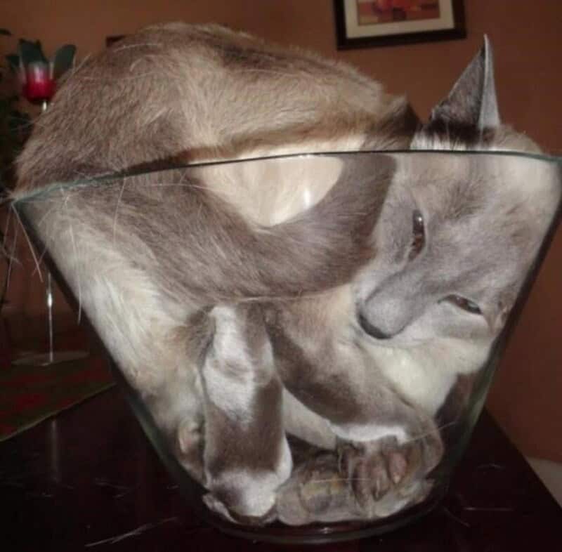 A grey Siamese cat proving cats are liquid by completely filling a conical glass flower vase.