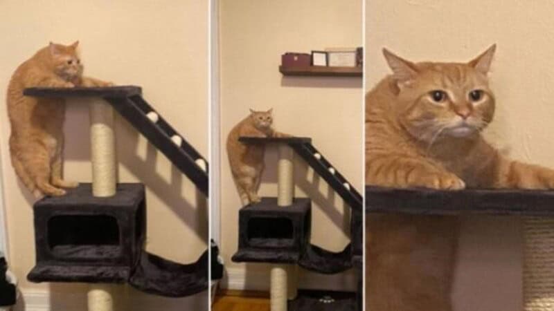 : Three-panel sequence of an orange cat standing vertically against a cat tree with a confused expression.