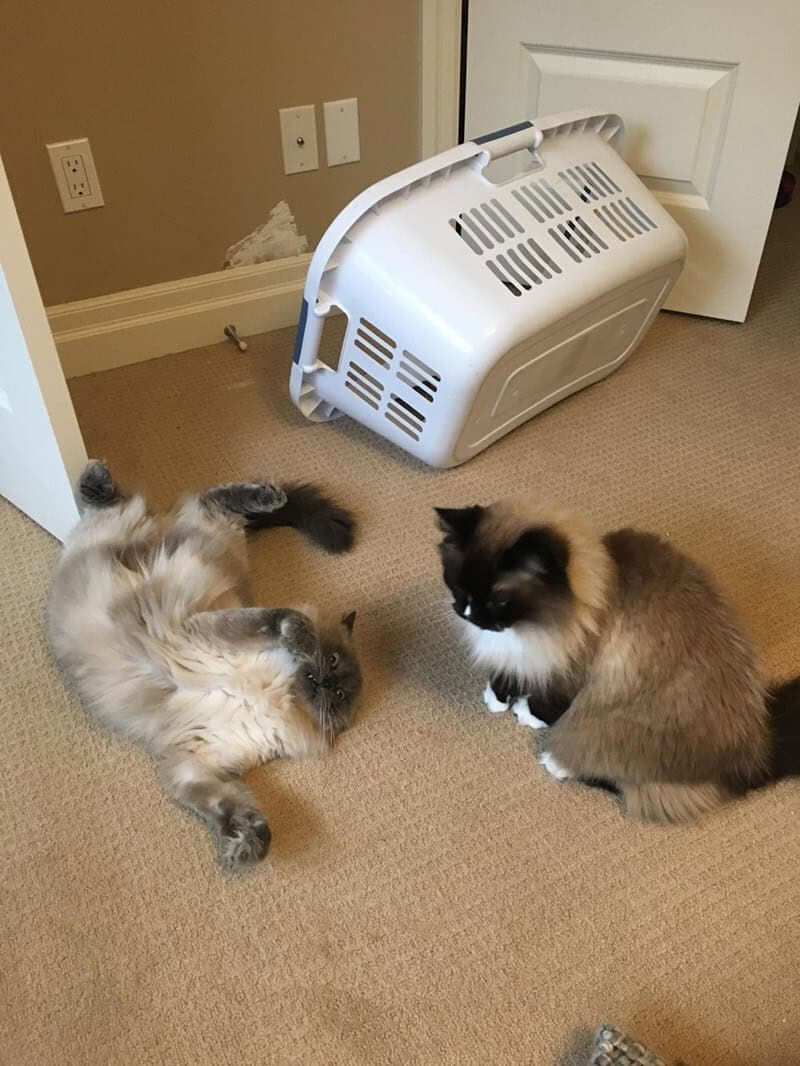 Two long-haired cats on a rug, one lying twisted upside down next to a laundry basket.