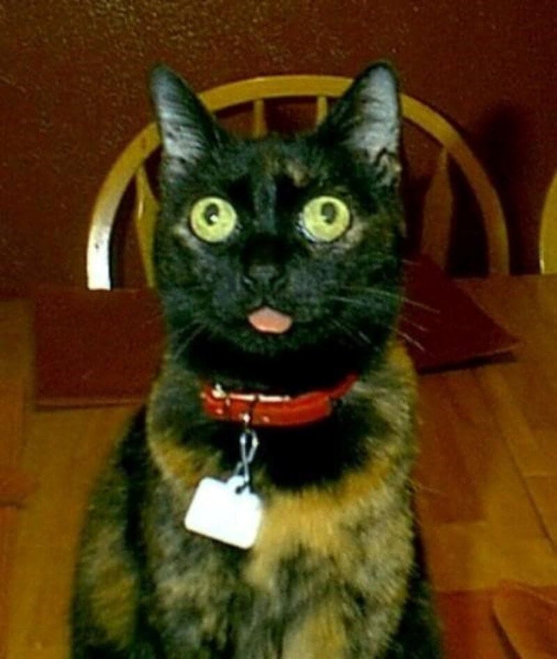 Startled tortoiseshell cat with wide green eyes and a tongue blep wearing a red collar.