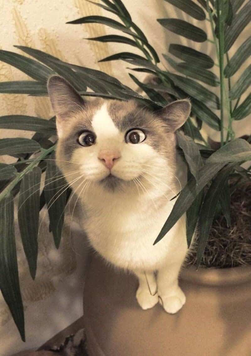 A wide-eyed white and grey cat peeking out from behind the leaves of a houseplant.