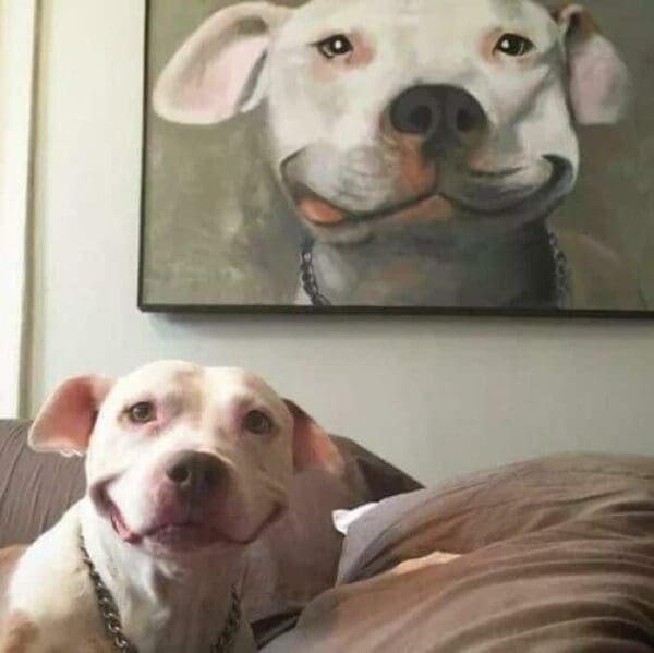 A heartwarming and hilarious derpy dogs moment showing a white pitbull smiling a wide, goofy grin that perfectly matches the portrait painting hanging right behind it.
