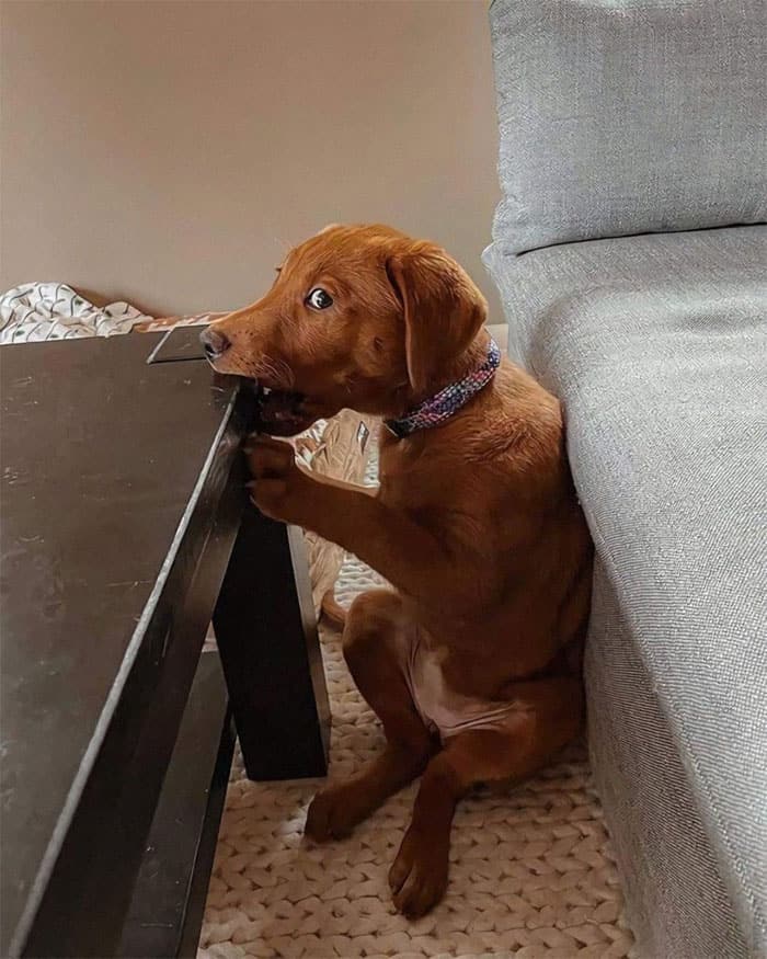 A strange derpy dogs image showing a brown puppy sitting upright against a couch like a human, casually chewing on the edge of a coffee table while staring blankly into space.