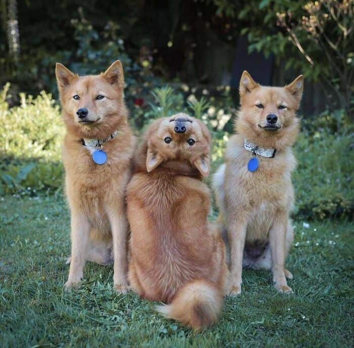 A hilarious derpy dogs moment showing three golden dogs sitting on the grass, but the middle dog has its head bent completely upside down, staring blankly at the camera while the other two look perfectly normal.