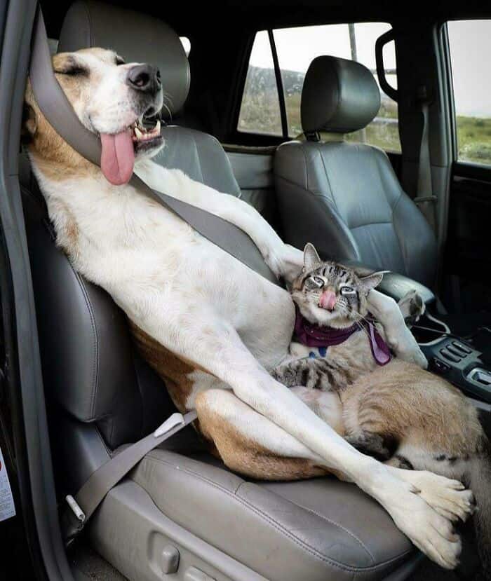 A funny derpy dogs road trip scene where a large dog is passed out in the passenger seat with its long tongue hanging out, while a tabby cat rests between its legs, also casually sticking its tongue out.