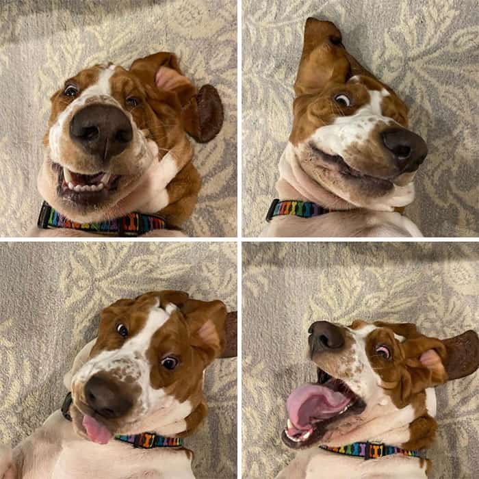A four-panel perfectly timed photos of dogs collage featuring a brown and white hound lying on its back, its loose jowls and wide eyes creating the ultimate silly faces, complete with a massive tongue loll.