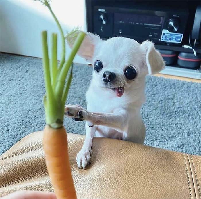 An incredibly funny derpy dogs close-up of a tiny white chihuahua with bulging, slightly crossed eyes doing a tiny "blep" with its tongue while staring intensely at a carrot.