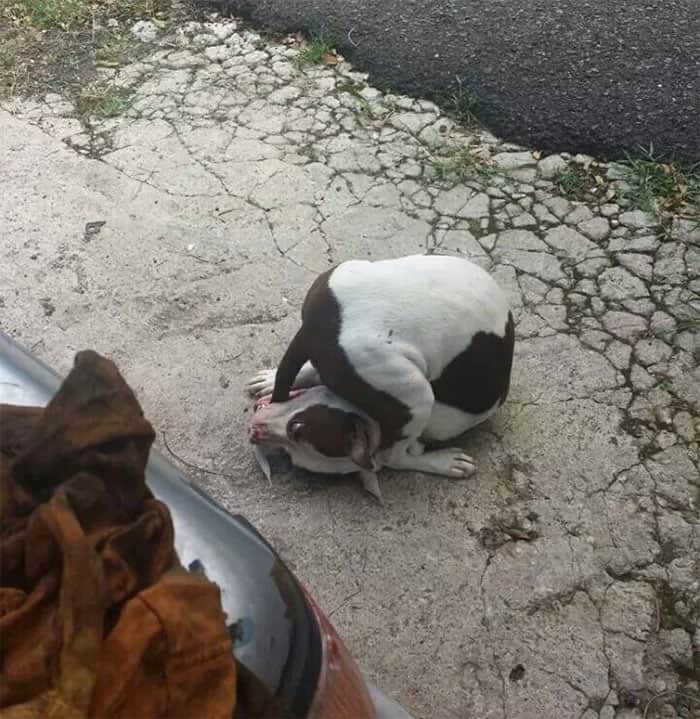 A confusing perfectly timed photos of dogs showing a brown and white dog sitting on the driveway with its head bent entirely backward between its own hind legs, looking like a furry pretzel.
