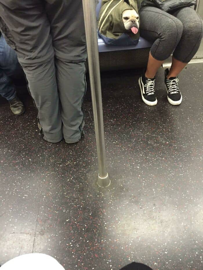 A hilarious subway derpy dogs moment capturing a squished dog face poking out of a green duffel bag on a train seat, completely relaxed with its tongue hanging limply to the side.