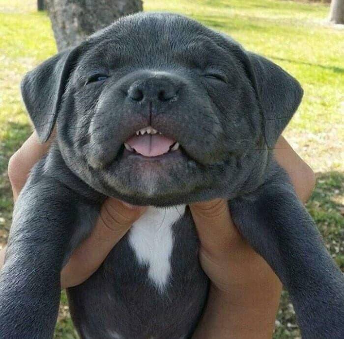 An adorable derpy dogs portrait of a chubby grey pitbull puppy being held up, smiling with its eyes closed and showing off its tiny teeth in a pure state of bliss.