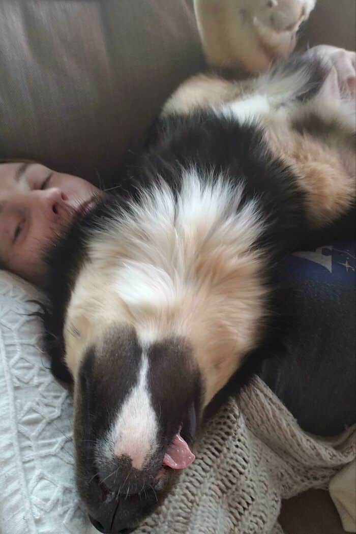 A suffocatingly cute perfectly timed photos of dogs showing a massive fluffy dog sleeping directly on its owner's face, with the dog's head hanging upside down and its tongue flopping out in deep sleep.