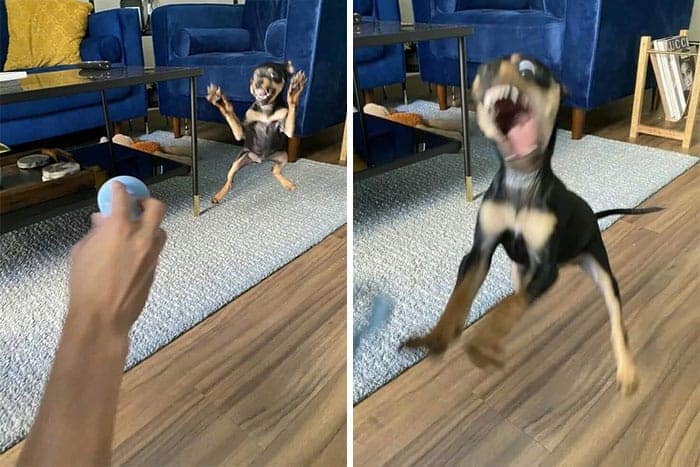 One of the most chaotic perfectly timed photos of dogs showing a small puppy jumping for a ball, completely distorted by motion blur into a screaming, alien-like creature.