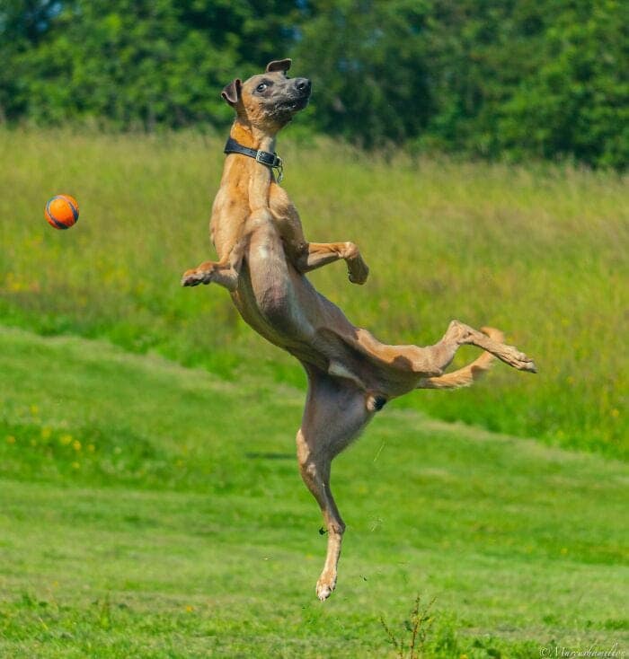 An athletic but uncoordinated derpy dogs action shot capturing a tan hound mid-air, its body twisted into an awkward, flailing pose as it intensely focuses on a flying orange ball.