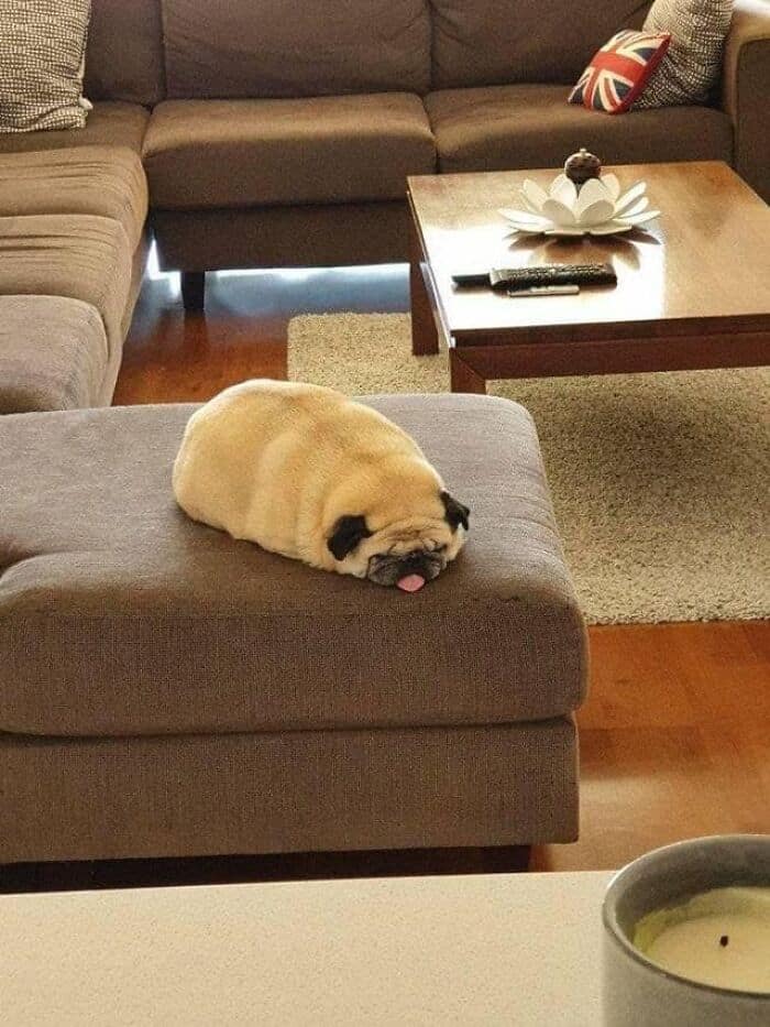 A hilarious derpy dogs image of a fat pug lying completely flat on an ottoman with its tongue sticking out, looking exactly like a toasted loaf of bread.