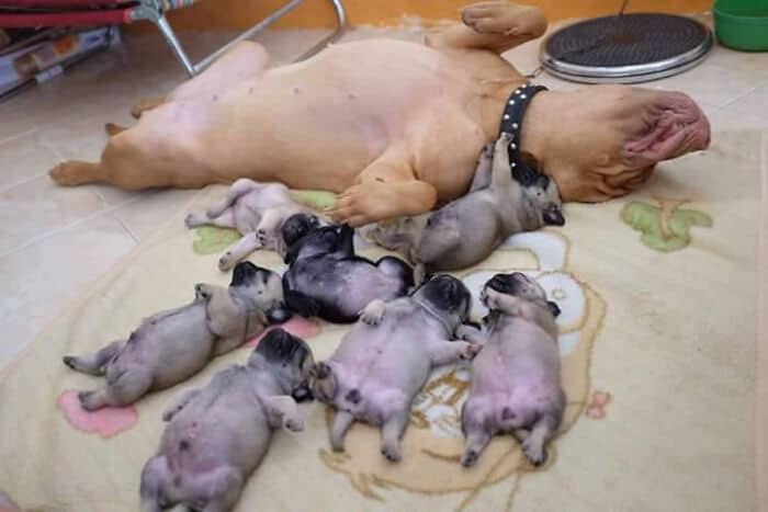 An adorable derpy dogs family portrait showing an exhausted mother dog sleeping flat on her back, surrounded by her tiny puppies who are all sleeping in the exact same hilarious pose.