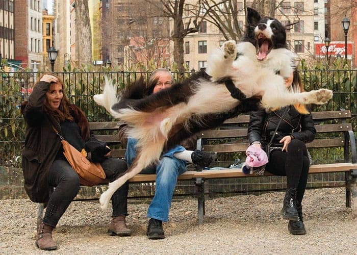 An incredible perfectly timed photos of dogs shot capturing a Border Collie leaping frantically through the air, mouth wide open, shocking two women sitting quietly on a park bench.