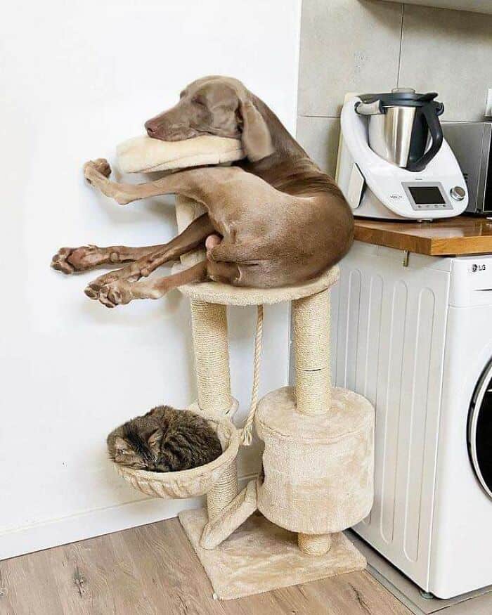 A confusing derpy dogs moment showing a large Weimaraner asleep on a small cat tree, its long legs folded into a totally unnatural and uncomfortable-looking pretzel shape.