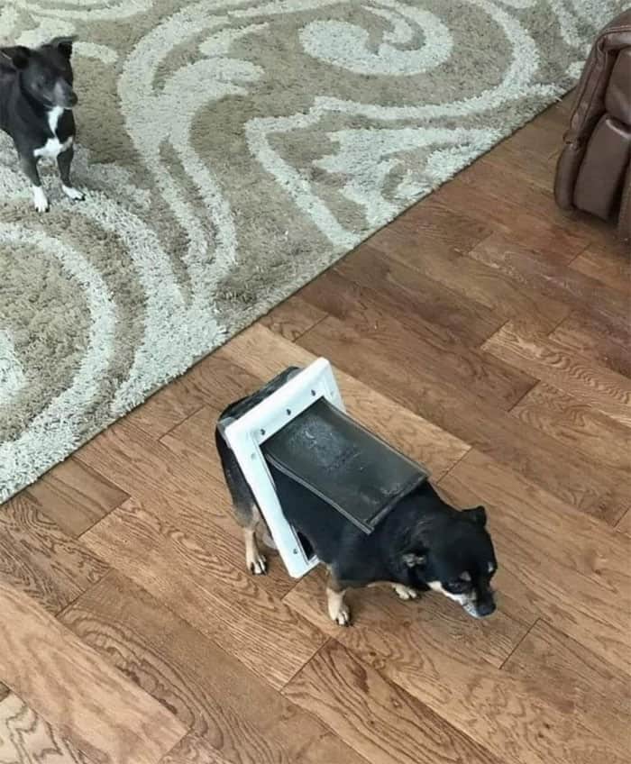 A disastrous derpy dogs fail showing a small black dog casually walking through the house with the entire plastic frame of a broken doggy door stuck tightly around its waist.