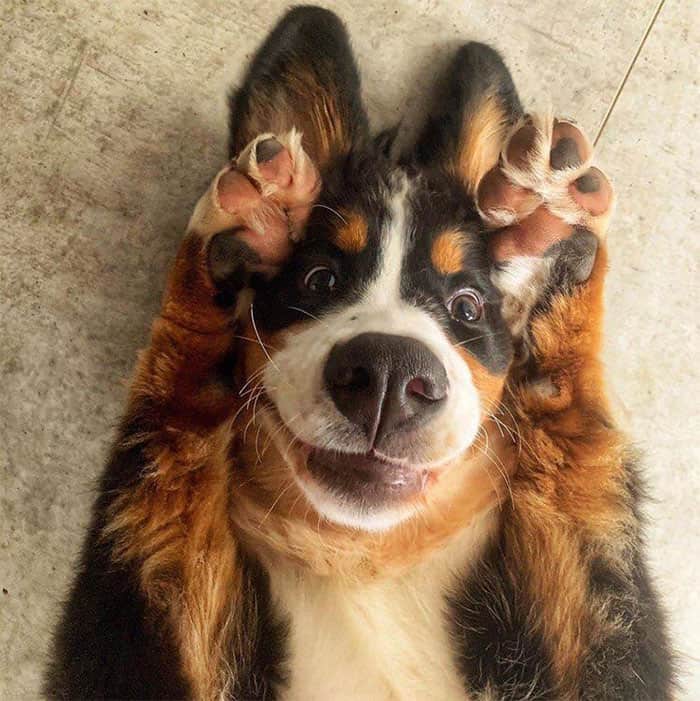 A goofy derpy dogs close-up of a Bernese Mountain Dog lying on its back, squishing its own face with its paws and staring wildly at the camera with a massive smile.