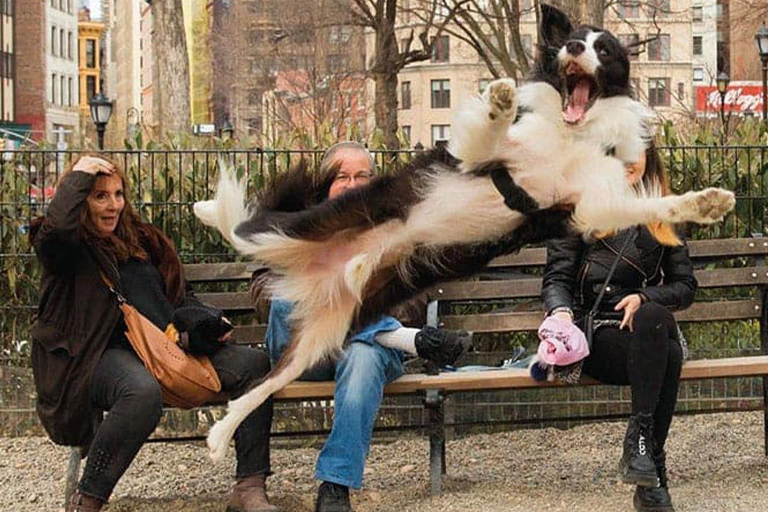 Derpy dogs compilation: A collage featuring the white pitbull smiling exactly like its portrait painting, the golden dog sitting with its head bent completely upside down, and the squished dog face poking out of a subway duffel bag.