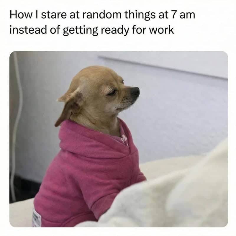 A small Chihuahua in a pink hoodie staring blankly into the distance at 7 am.