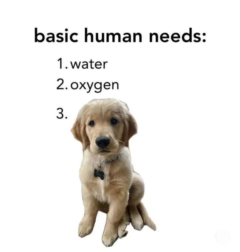 List of basic human needs including water, oxygen, and a cute Golden Retriever puppy.