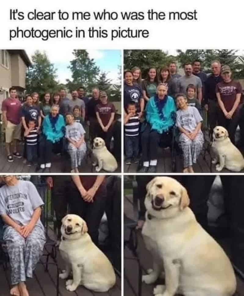 Large family photo where a smiling yellow Labrador is the most photogenic person present.